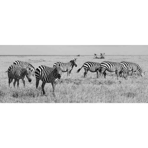 Hopkins, Cindy Miller 아티스트의 Africa-Kenya-Ol Pejeta Conservancy-Herd of Bruchells zebra-Equus burchellii-in grassland habitat작품입니다.